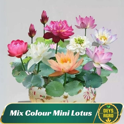 DEYS AGRO ™ japanese micro lotus seeds,mini lotus seeds(without bowl) Seed(37 per packet)