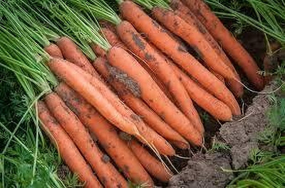 BDSresolve Carrot Vegetable Seeds pack of 76 Seed(76 per packet)