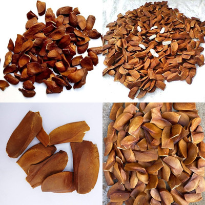 ibains Mahogany seeds bij 20 Seed(20 per packet)