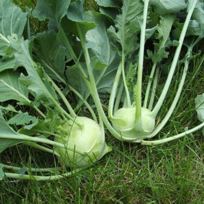 Greenfall Hybrid KnolKhol Seed(50 per packet)