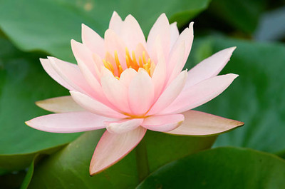 BM MUSHROOM lotus,kamal gatta Seed(10 per packet)
