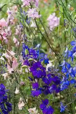 Aro Delphinium Seed(178 per packet)