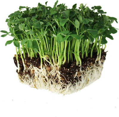 VibeX PAU-28 - Speckled Pea Sprouting - (100 Seeds) Seed(100 per packet)