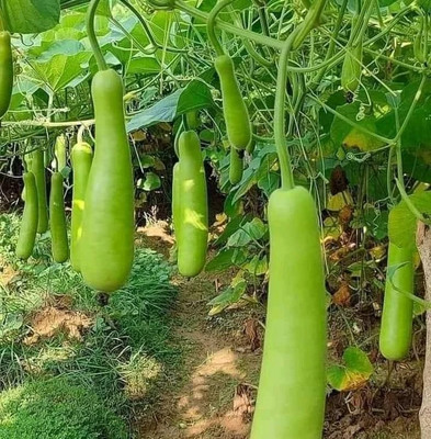 Khushi Prova lauki seed Seed(51 per packet)