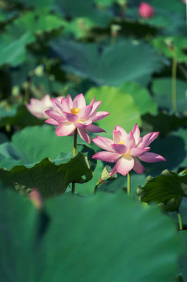 VERTEX AGENCIES lotus,kamal gatta Seed(14 per packet)