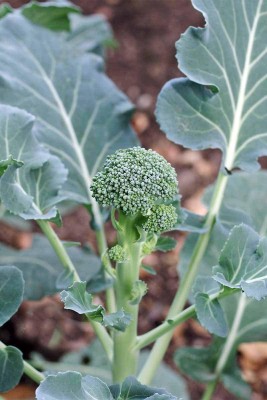 VibeX PAU-79 - Winter Season Broccoli Veg - (150 Seeds) Seed(150 per packet)