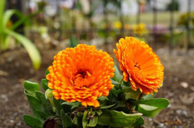 Quentova Indian Prince Calendula-KGF Seed(50 per packet)