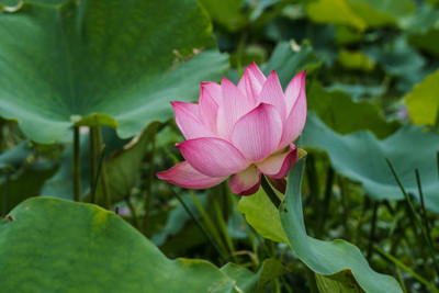 seedex lotus,kamal seeds Seed(15 per packet)