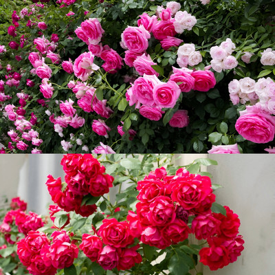 N.G.M. AGROCARE Imported Hybrid elegant Climbing Rose Flower Mix Seeds Year-Round Blooms Seed(95 per packet)