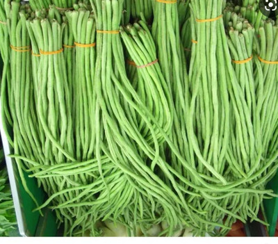 AloGardening Snake Bean Seed(140 per packet)