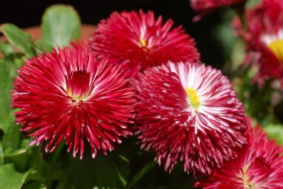 VibeX TLX-41 - Flower Russian Daisy Spring-Krasna Daisy from Russia - (540 Seeds) Seed(540 per packet)