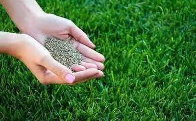 BDSresolve bermuda celebration grass seed,growing grass from seed, grass seeds home Seed(6500 per packet)