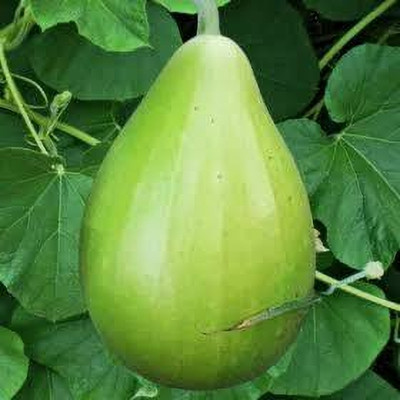 Greenfall Hybrid Round Lauki Seed(15 per packet)
