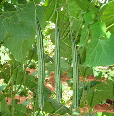 CYBEXIS KGF -37 - Ridge gourd F1 Hybrid variety - (100 Seeds) Seed(100 per packet)