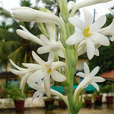 BDSresolve Tuberose flower plant seeds pack of 4 Seed(4 per packet)