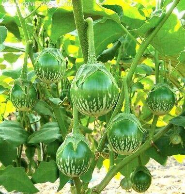 Aywal Green Begun Seed(25 per packet)