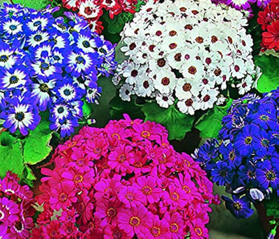 Flipkart SmartBuy Exotic Cineraria Flower Mix Seed(20 per packet)
