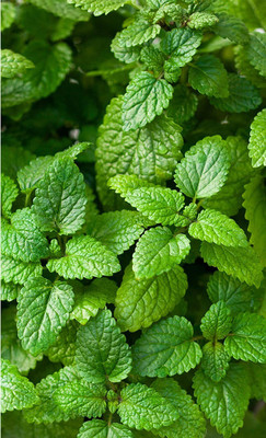 CYBEXIS XLL-1 - Lemon Balm Herb - (750 Seeds) Seed(750 per packet)