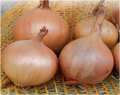 KNESSiN Onion Seed(200 per packet)