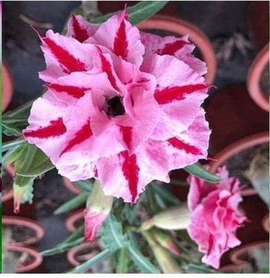 Qualtivate LXI-723 True Desert Rose Seeds Seed(30 per packet)