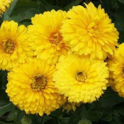 Lorvox Calendula flower Seed(54 per packet)
