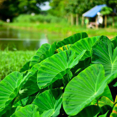 SREE Taro Root,Kachu Seed(5 per packet)