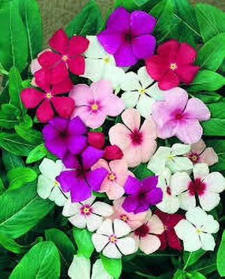 ibains Vinca plant seed Seed(42 per packet)