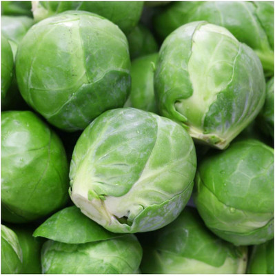 WILLVINE GBPUT -XIII Catskill Brussel Sprouts Seeds [50g] Seed(15000 per packet)