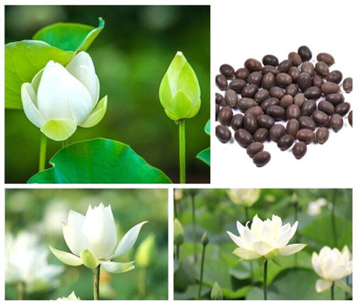 ibains Japanese bonsai lotus seed japani Seed(64 per packet)