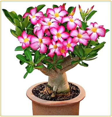 Qualtivate LX-476 High Germination Rate Desert Rose -Adenium Seed(30 per packet)