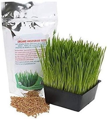CYBEXIS GBPUT-27 - Cat Grass Hard Red Winter Wheat - (22500 Seeds) Seed(22500 per packet)