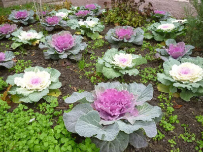 WILLVINE PUSA -X Flowering Kale Large Leaf Mix Ornamental Cabbage [10g] Seed(3000 per packet)