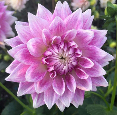 CYBEXIS Rare Mix Colors Dahlia Seeds Seed(1 g)