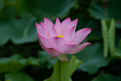 EyePlex lotus,kamal seeds Seed(15 per packet)