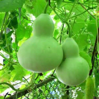 Qualtivate VXL-3AT Mix-Large & Medium Bottle Gourd Seeds Seed(50 per packet)