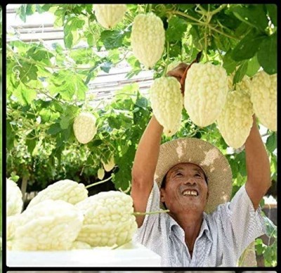 Qualtivate PUA-1A Hybrid Bitter Gourd White Long High Yield Seed(50 per packet)