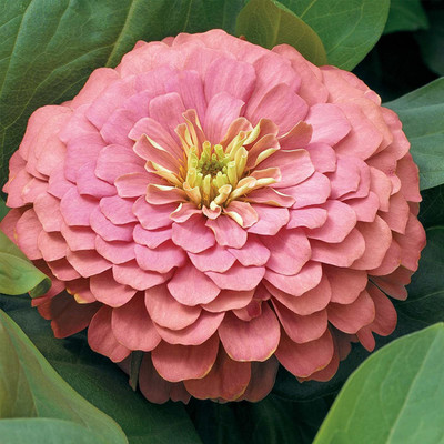 CYBEXIS NBIR-42 - Zinnia Flower Garden - Salmon - (90 Seeds) Seed(90 per packet)