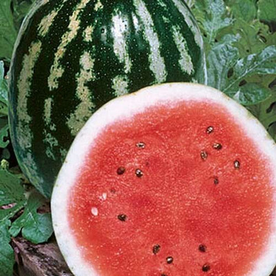 EMKOT Crimson Sweet Watermelon Seed(100 per packet)