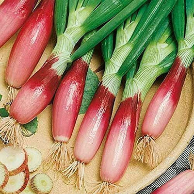 VibeX KGF -37 - Red Welsh Onion - (1500 Seeds) Seed(1500 per packet)