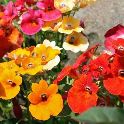 Aywal Nemesia Seeds Cape Jewels Nemesia Seed(10 per packet)