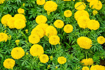 Grinny marigold/gende ka phool flower seeds Seed(75 per packet)