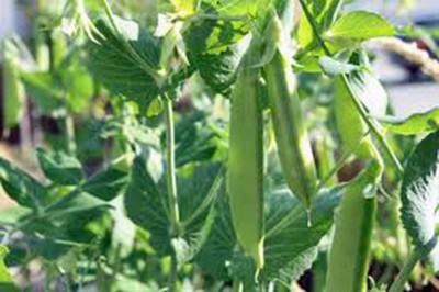 CYBEXIS XLL-86 - Pea Sugar Snap Pea - (300 Seeds) Seed(300 per packet)