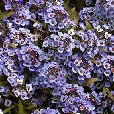 CYBEXIS ALYSSUM CRYSTAL BLUE FLOWER SEEDS Seed(50 per packet)