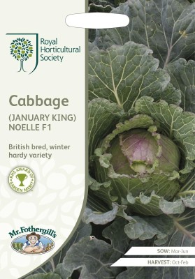 KNESSiN Cabbage January King Noelle Seed(200 per packet)