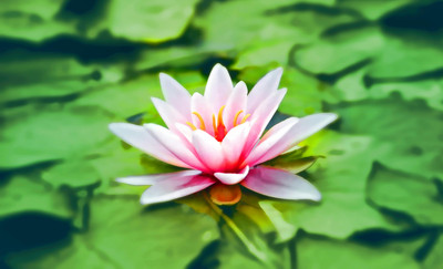 ibains Lotus seed for planting Seed(47 per packet)