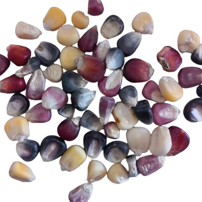 KNESSiN High Yield Corn Seed(1250 per packet)