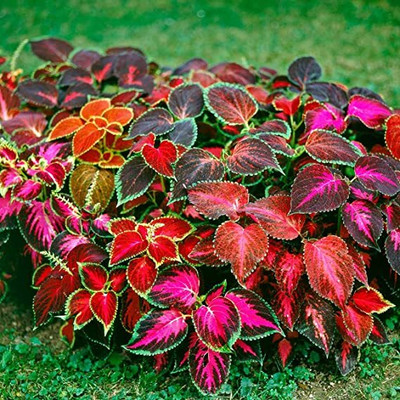 Aywal Coleus Rainbow Mix Hybrid Seed(30 per packet)