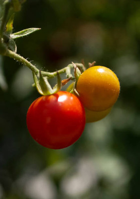 mixera tomato Seed(95 per packet)
