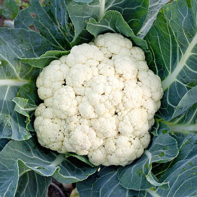 Treepoint white cauliflower,gobhee seeds Seed(14 per packet)