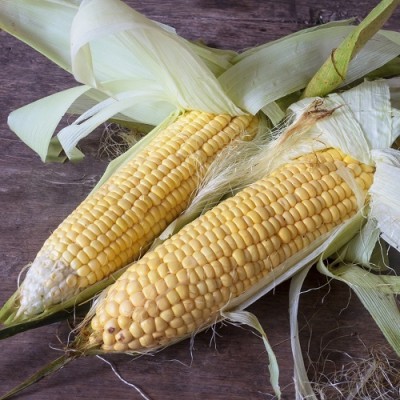 CEZIUS Organic Sweet Corn Plant Seed(100 per packet)